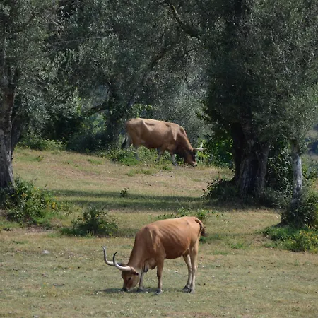 בית חווה Quinta Do Rapozinho *