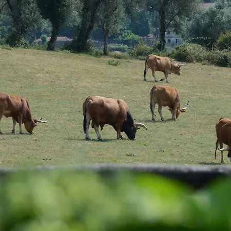 ファームステイ Quinta Do Rapozinho