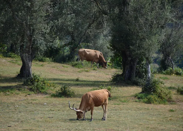 Séjour à la ferme Quinta Do Rapozinho *