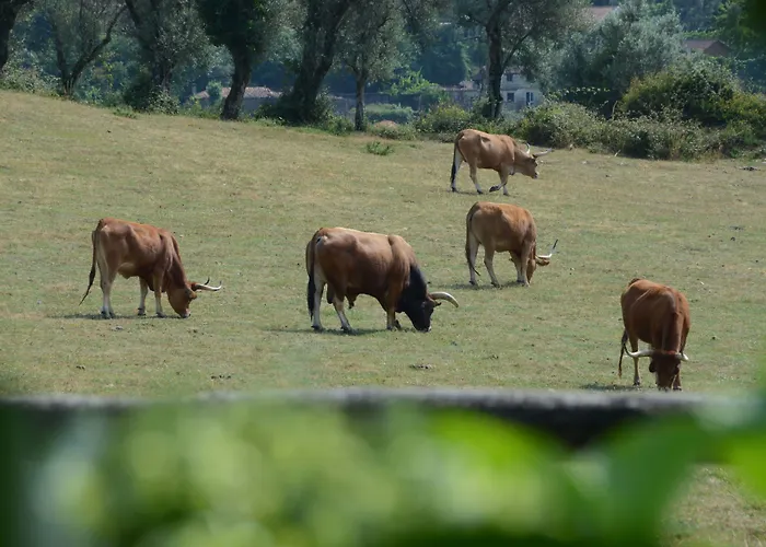 בית חווה Quinta Do Rapozinho